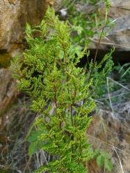 Cheilanthes sieberi. Mature plant growing terrestrially.
 Image: L.R. Perrie © Te Papa CC BY-NC 3.0 NZ